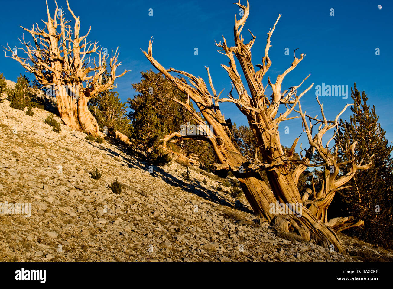Antiguos pinos bristlecone en las Montañas Blancas de California Foto de stock