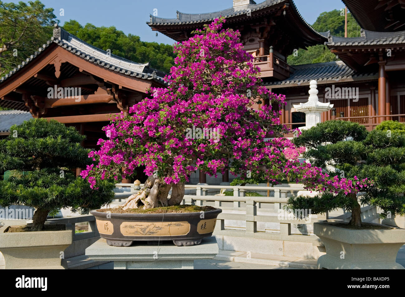 Una flor de Bonsai en los jardines de Chi Lin Nunnery, Diamond Hill