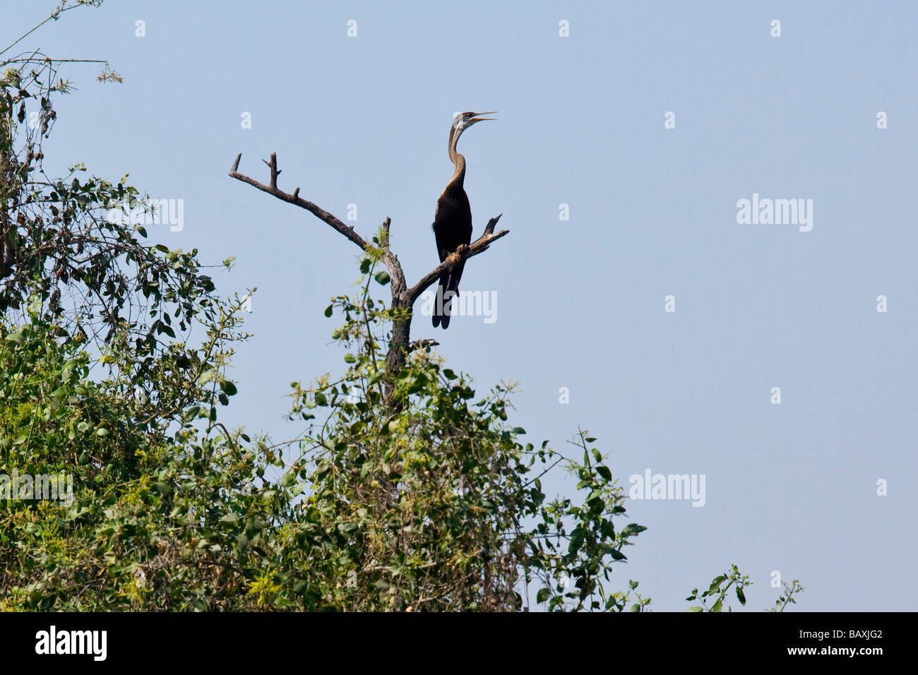 Anhinga o serpiente en aves Keoladeo Santuario de Aves en Bharatpur, India Foto de stock
