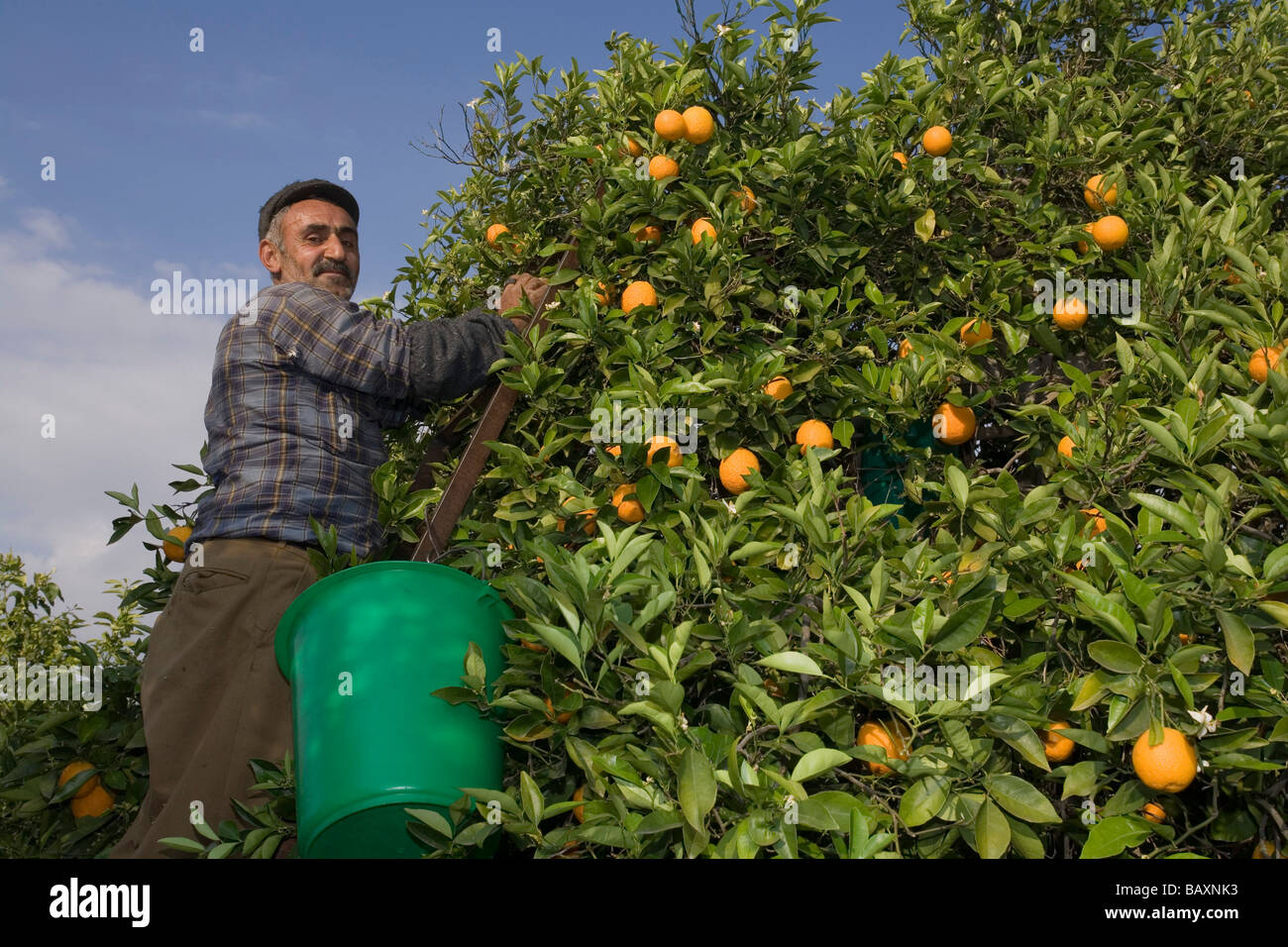 Hombre cosechando naranjas, cosecha de naranjas, Orange Grove, agricultura, Guezelyurt, Morfou, el norte de Chipre, Chipre Foto de stock