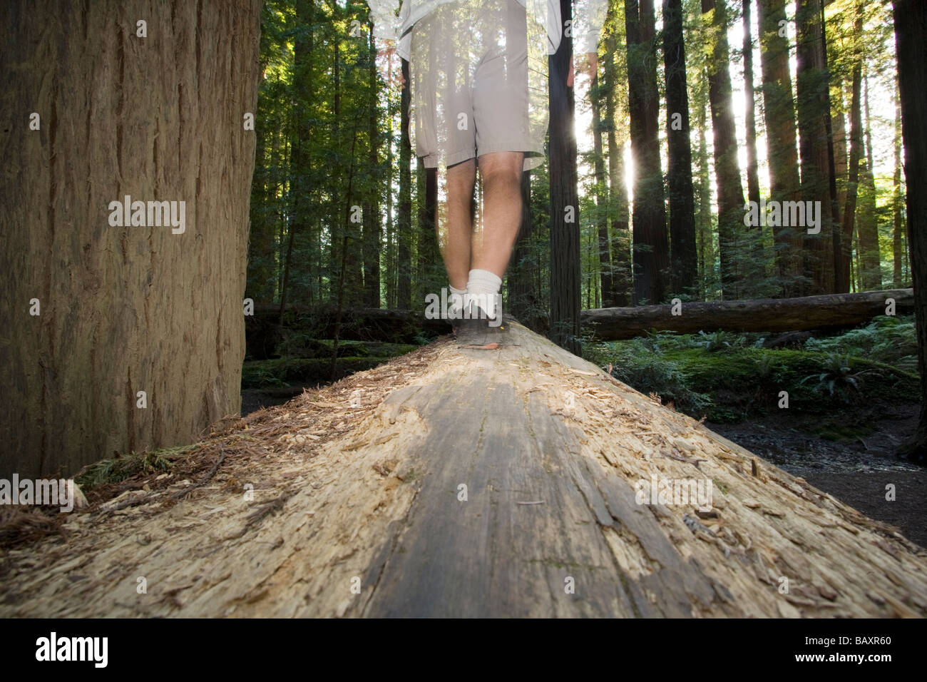 Persona caminando en la secuoya gigante caído en Humboldt Redwoods State Park, California Foto de stock