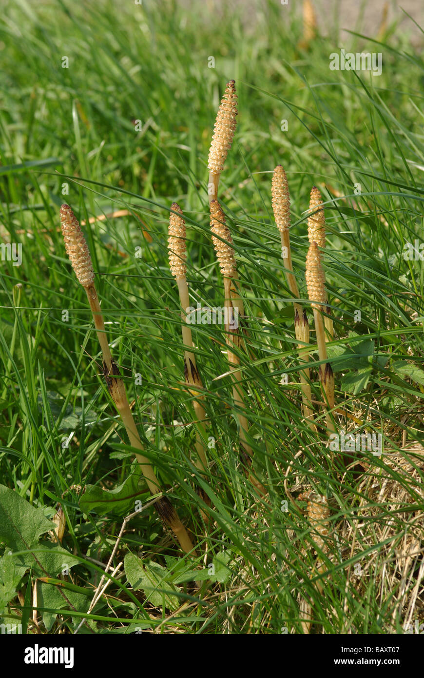 Campo común o Equiseto o cola de caballo - Equisetum arvense Foto de stock