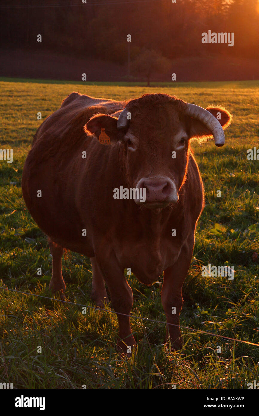 Una vaca Lemosín al atardecer mirando la cámara Foto de stock