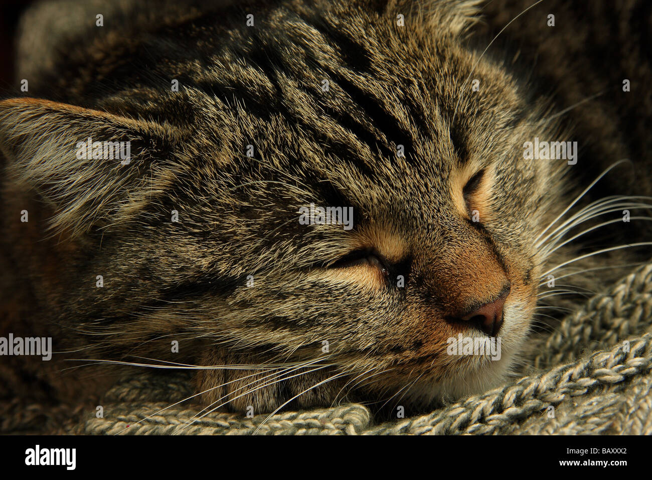 Primer plano de un joven gato atigrado con su cabeza descansando sobre un suéter ojos cerrados Foto de stock