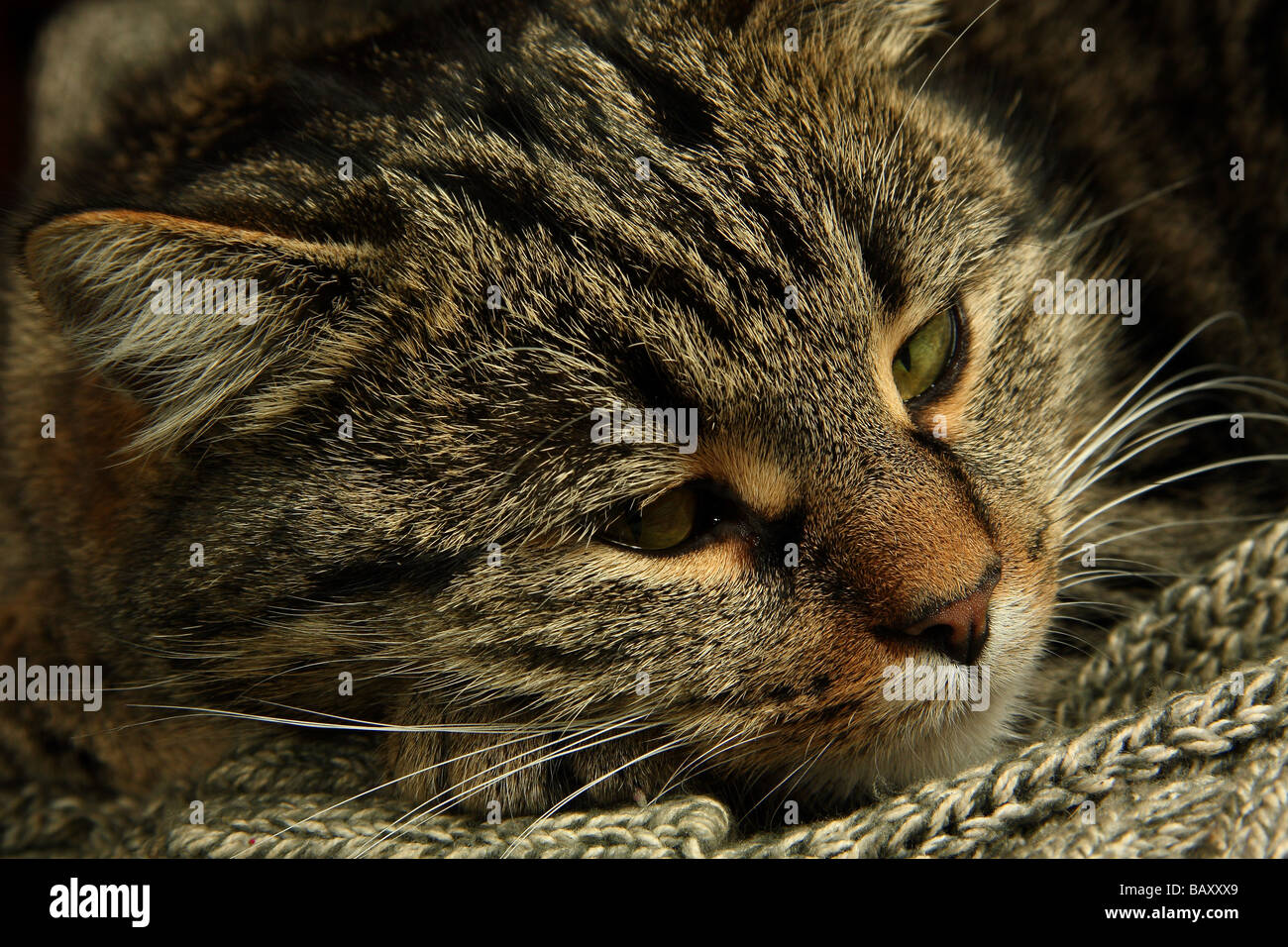 Primer plano de un joven gato atigrado con su cabeza descansando sobre un suéter ojos ligeramente abiertos Foto de stock
