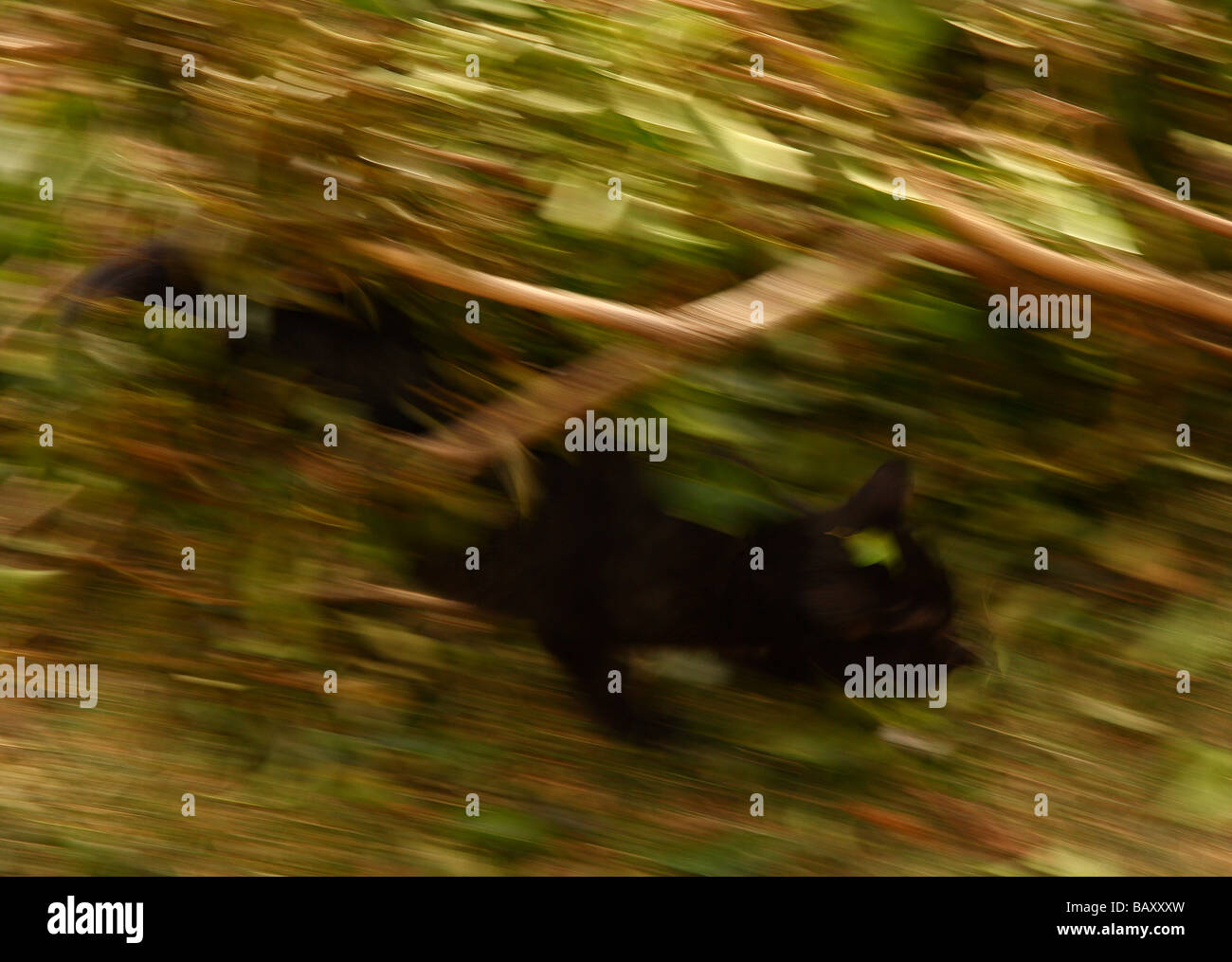 Una imagen impresionista de un pequeño gatito negro agachado detrás de algunas ramas de hiedra Foto de stock