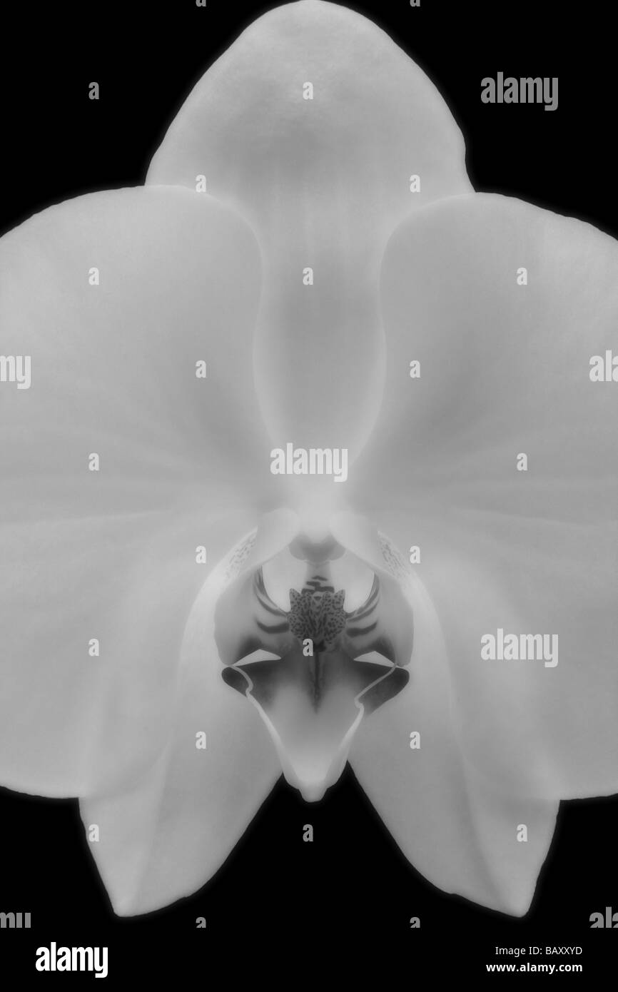 Una flor de orquídea blanca contra un fondo negro. Foto de stock