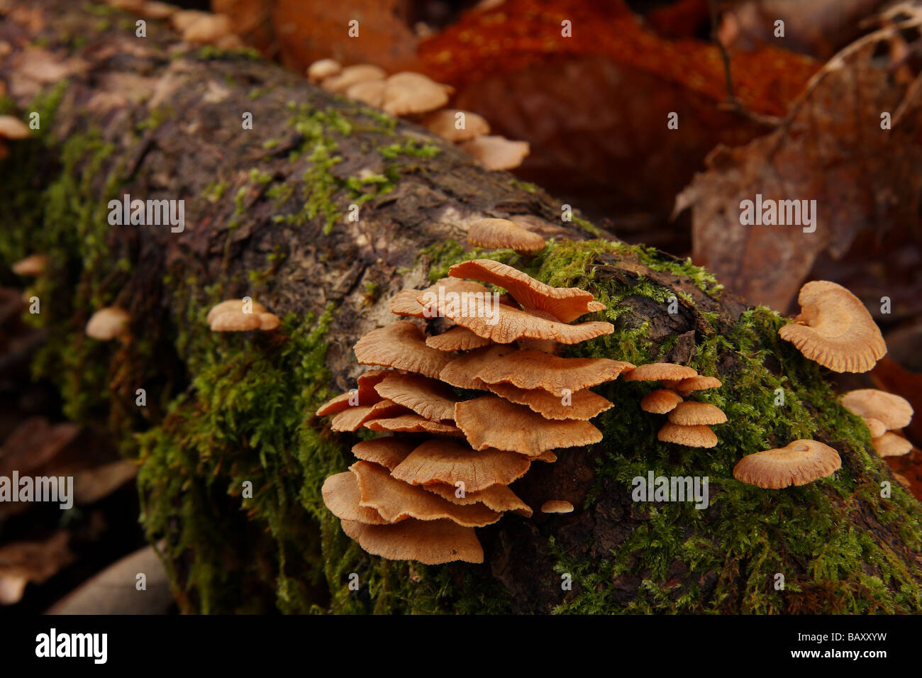 Un grupo de soporte muy pequeños hongos en una rama muerta otros grupos más allá de Lemosín Francia Foto de stock