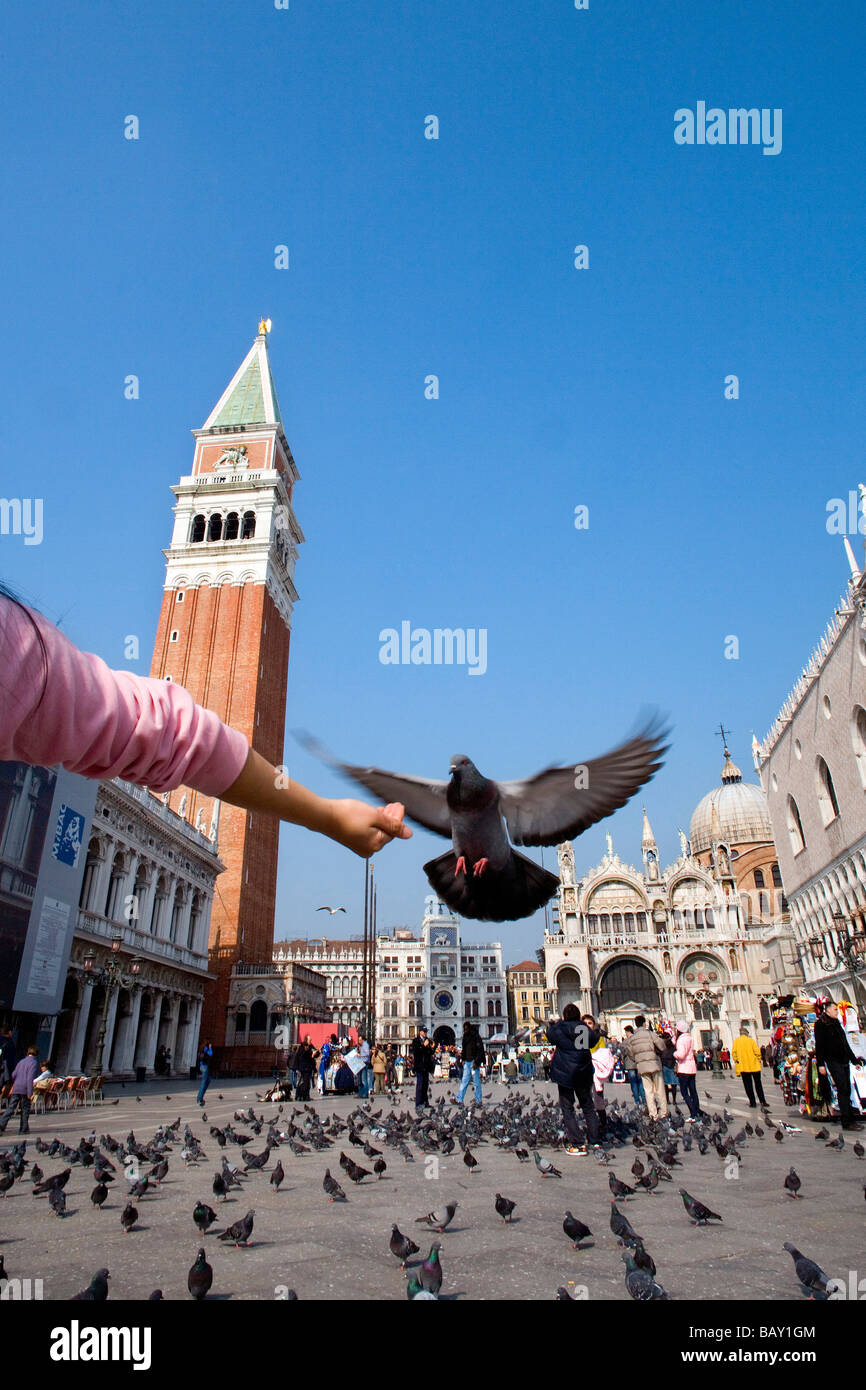 Persona alimentando palomas en San Markus Square, Venecia, Véneto, Italia Foto de stock