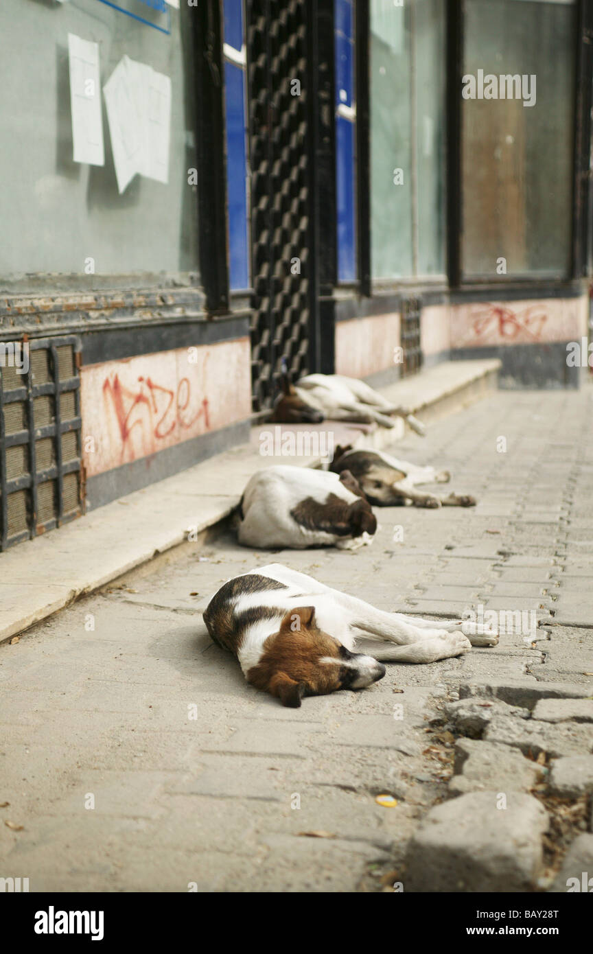 Los perros de la calle en Bucarest, Rumania Fotografía de stock - Alamy