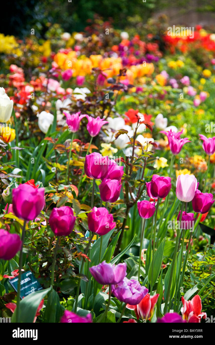 Muchas variedades de tulipanes de colores brillantes en un borde en los jardines de la casa de la Abadía Malmesbury Wiltshire, Inglaterra Foto de stock