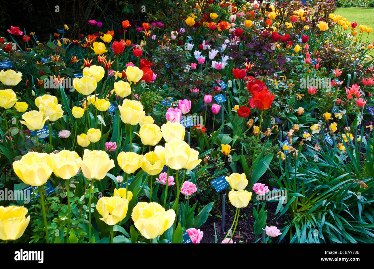 Muchas variedades de tulipanes de colores brillantes en un borde en los jardines de la casa de la Abadía Malmesbury Wiltshire, Inglaterra Foto de stock