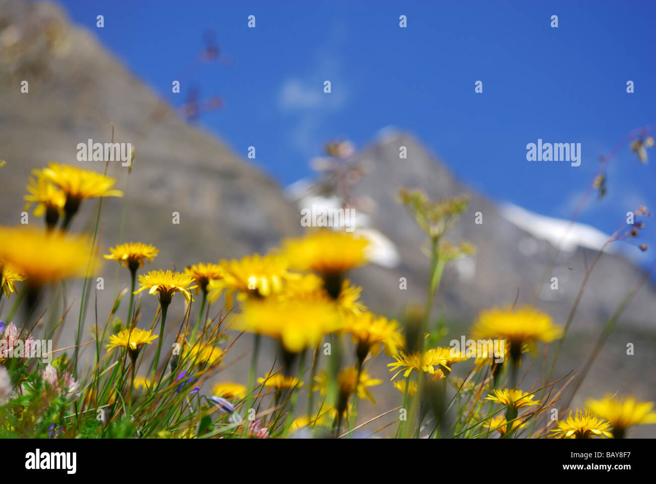 Mar de flores con la cumbre fuera de foco, ascenso a la choza Schwarzenberghuette, gama de Hohe Tauern, Parque Nacional Hohe Tauern, Salzbu Foto de stock