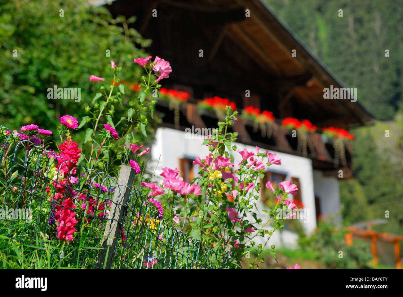 Jardín de la hacienda con granja fuera de foco en el fondo, la gama Tribulaun Stubaier Alpen gama, Stubai, Tirol del Sur, Italia Foto de stock
