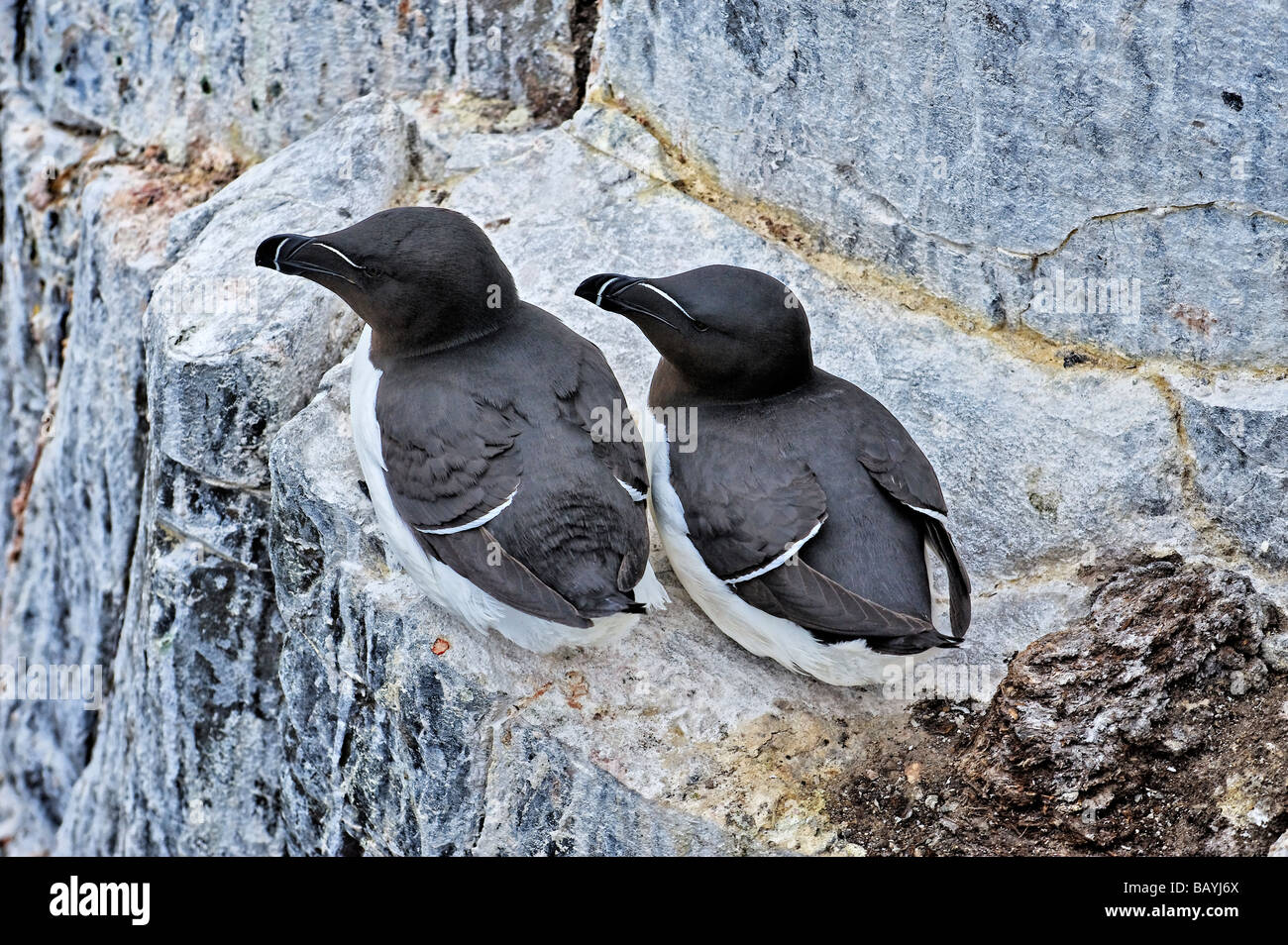 Razorbills (Alca torda) en el acantilado costero-cornisa superior Foto de stock