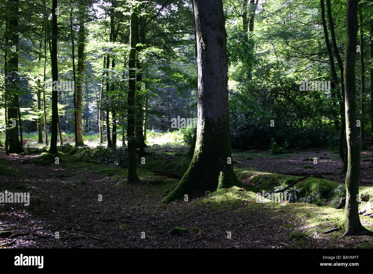 árboles de hoja ancha fotografías e imágenes de alta resolución Alamy