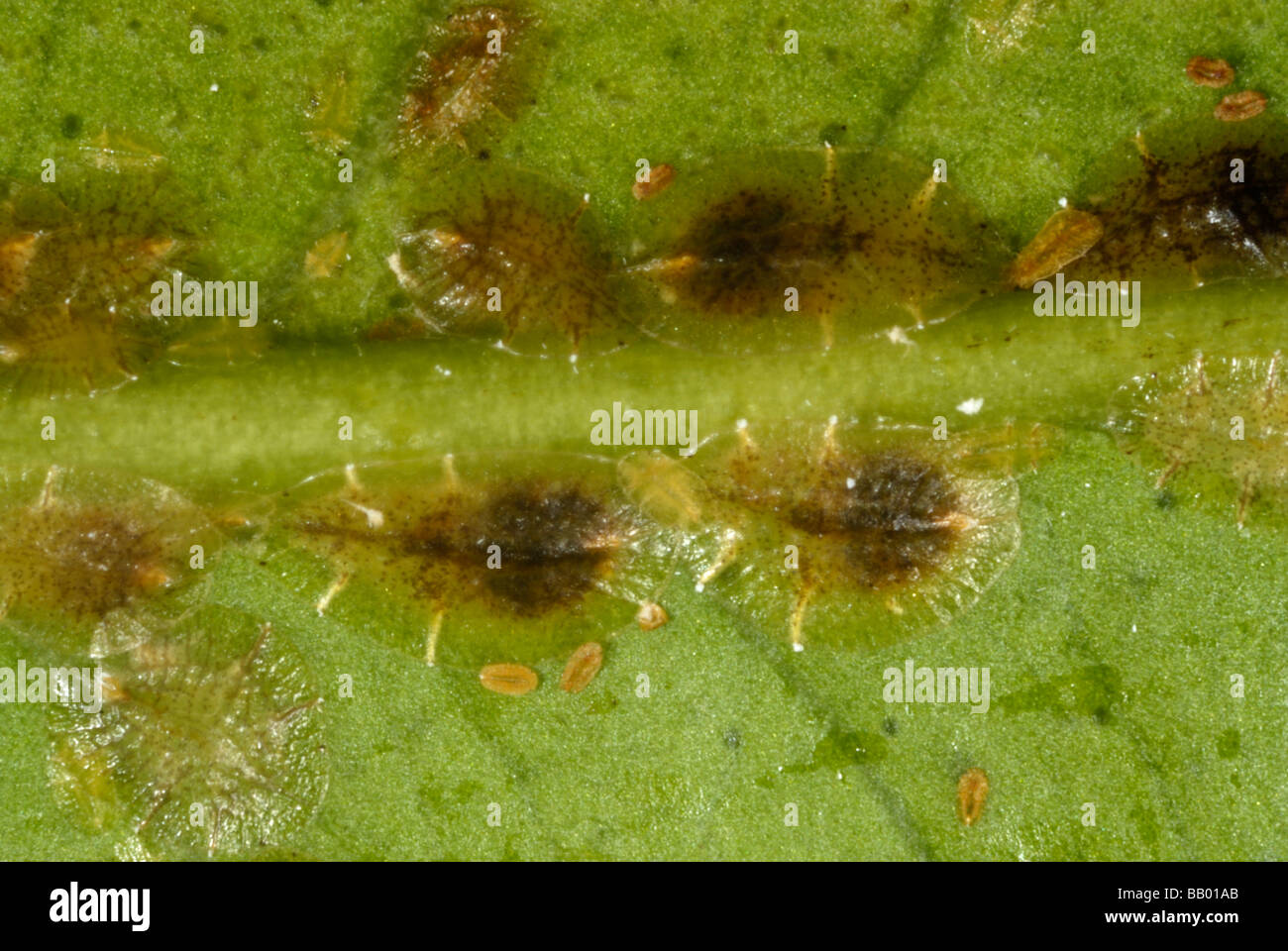 Escala de color marrón suave insecto Coccus hesperidum junto a la nervadura central de una hoja de limón Foto de stock