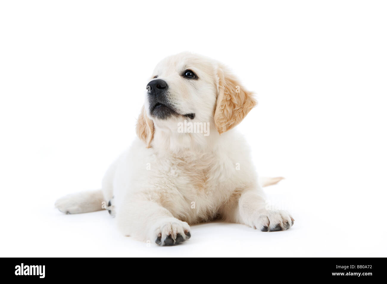 Cute Golden Retriever Puppy Imagenes Recortadas De Stock Alamy