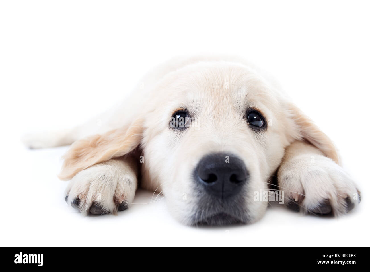 Golden Retriever Joven Acostado En Floow Con Patas Estiradas Fotografia De Stock Alamy