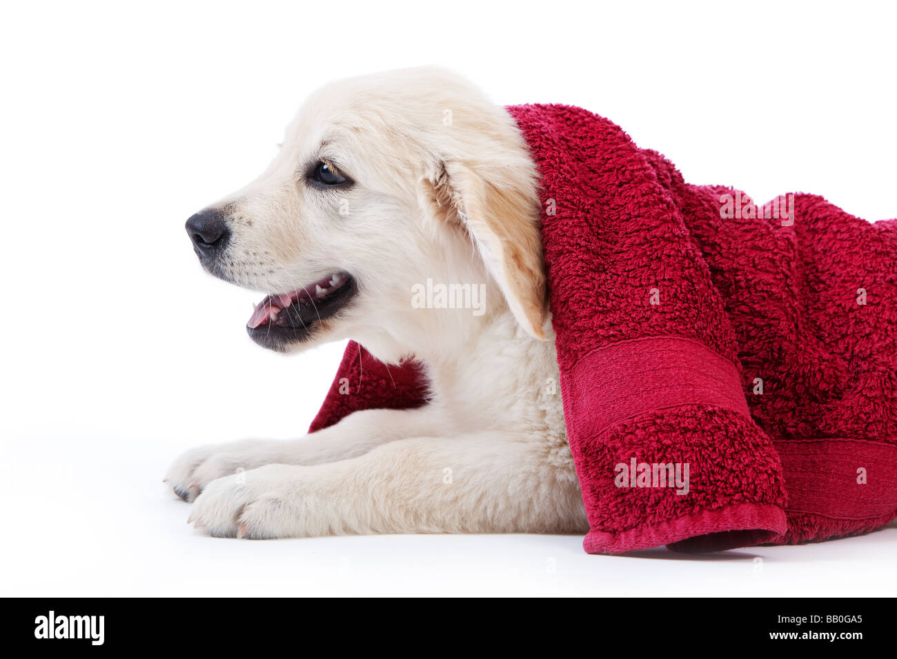 Solo Cachorro De Golden Retriever Fotografias E Imagenes De Alta Resolucion Alamy