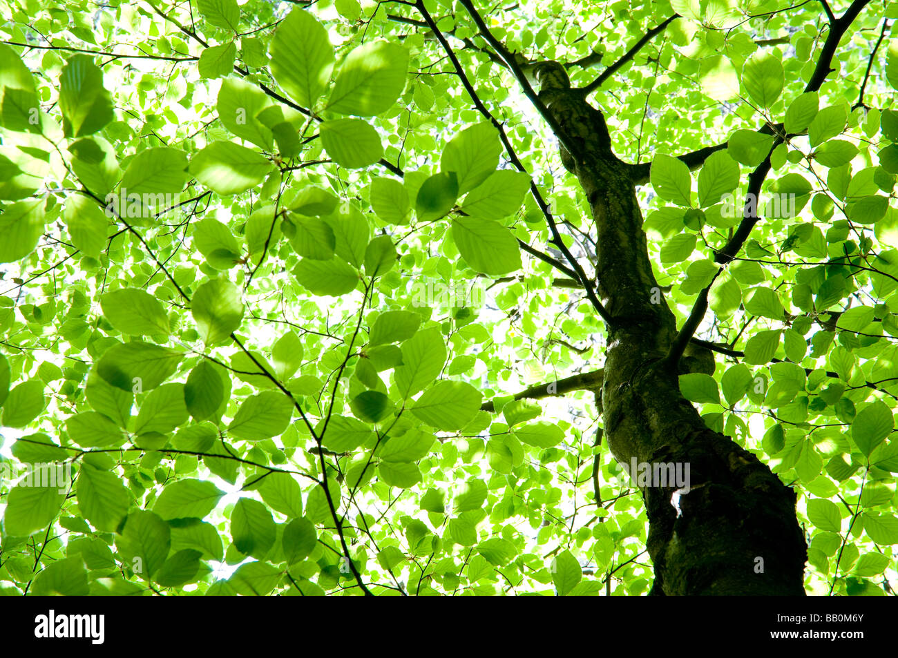 La luz del sol brilla a través de las hojas de un árbol de hayas. Foto de stock