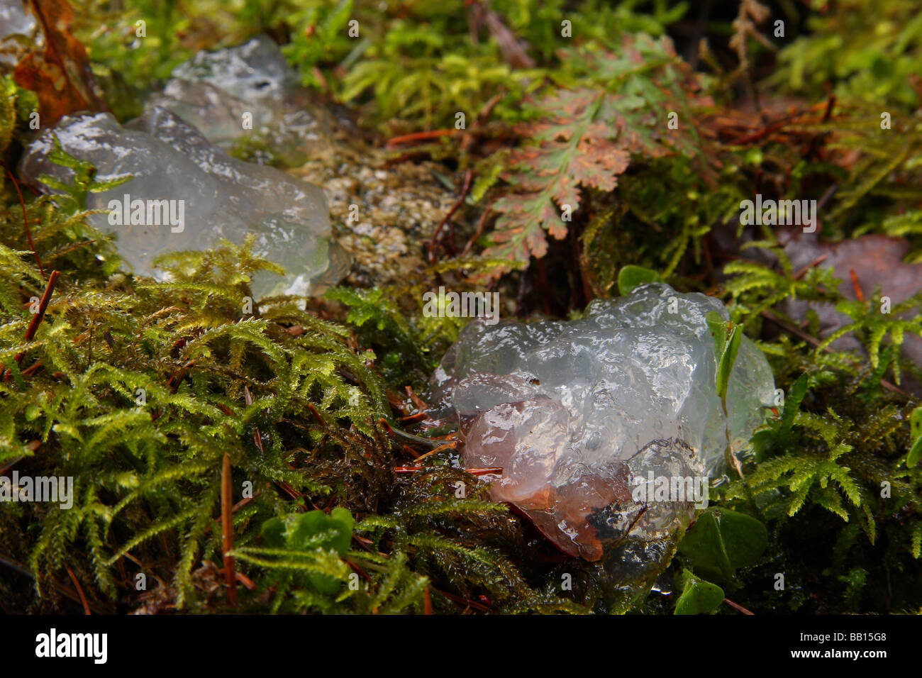 Dos trozos de gelatina clara sobre el musgo húmedo cerca de un pantano. Foto de stock