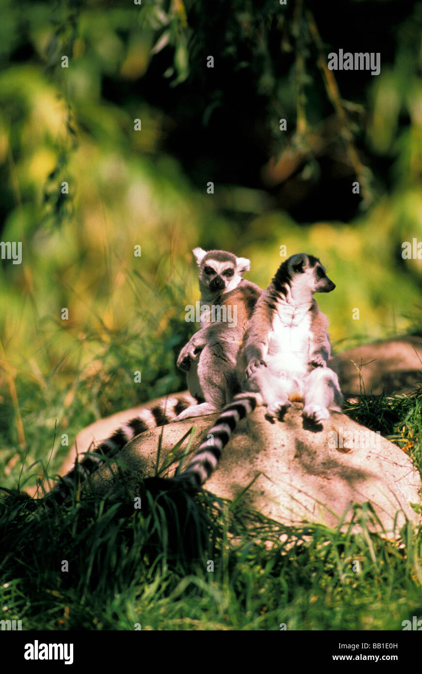 África, Madagascar. Anillo-tail lémures, o Lemur catta. Foto de stock