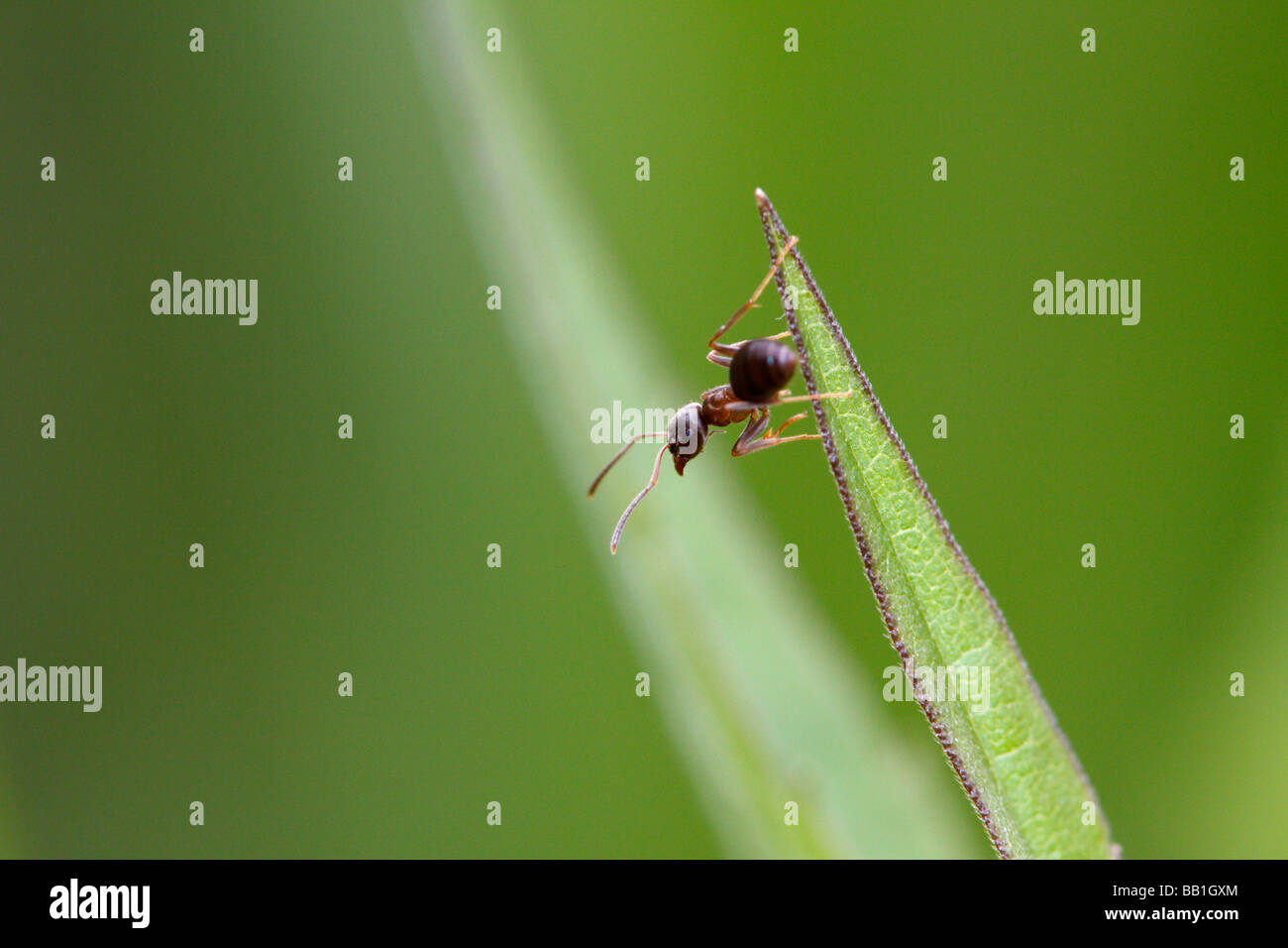 Lasius niger, la hormiga negra de jardín, sobre una hoja Foto de stock