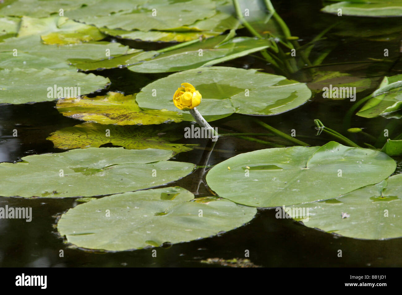 Lirio de Agua Amarilla, Nuphar lutea, Nymphaeaceae. Aka Spatterdock, Vaca Lily Pond, o amarillo-Lily. Foto de stock