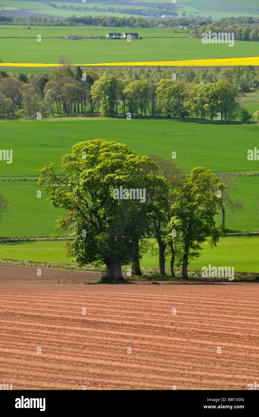 Rojo y verde de los campos cerca de Kirriemuir Escocia Foto de stock