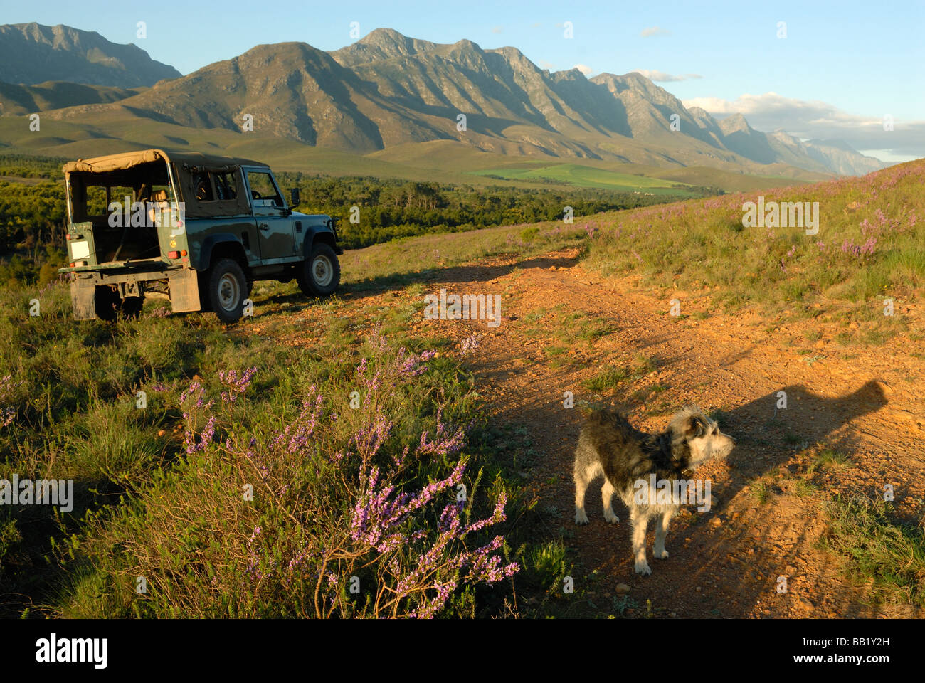 La vida al aire libre con el perro y 4x4 en la primavera, montañas, Riviersonderend Overberg, Western Cape, Sudáfrica Foto de stock