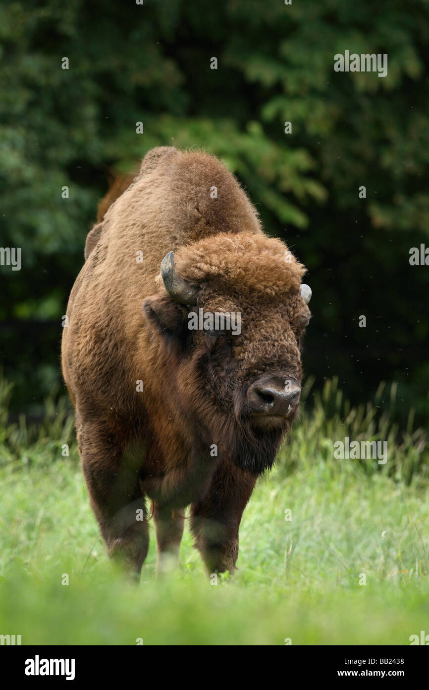 Bisonte Europeo (bison bonasus), Bull de pie sobre un borrado Foto de stock