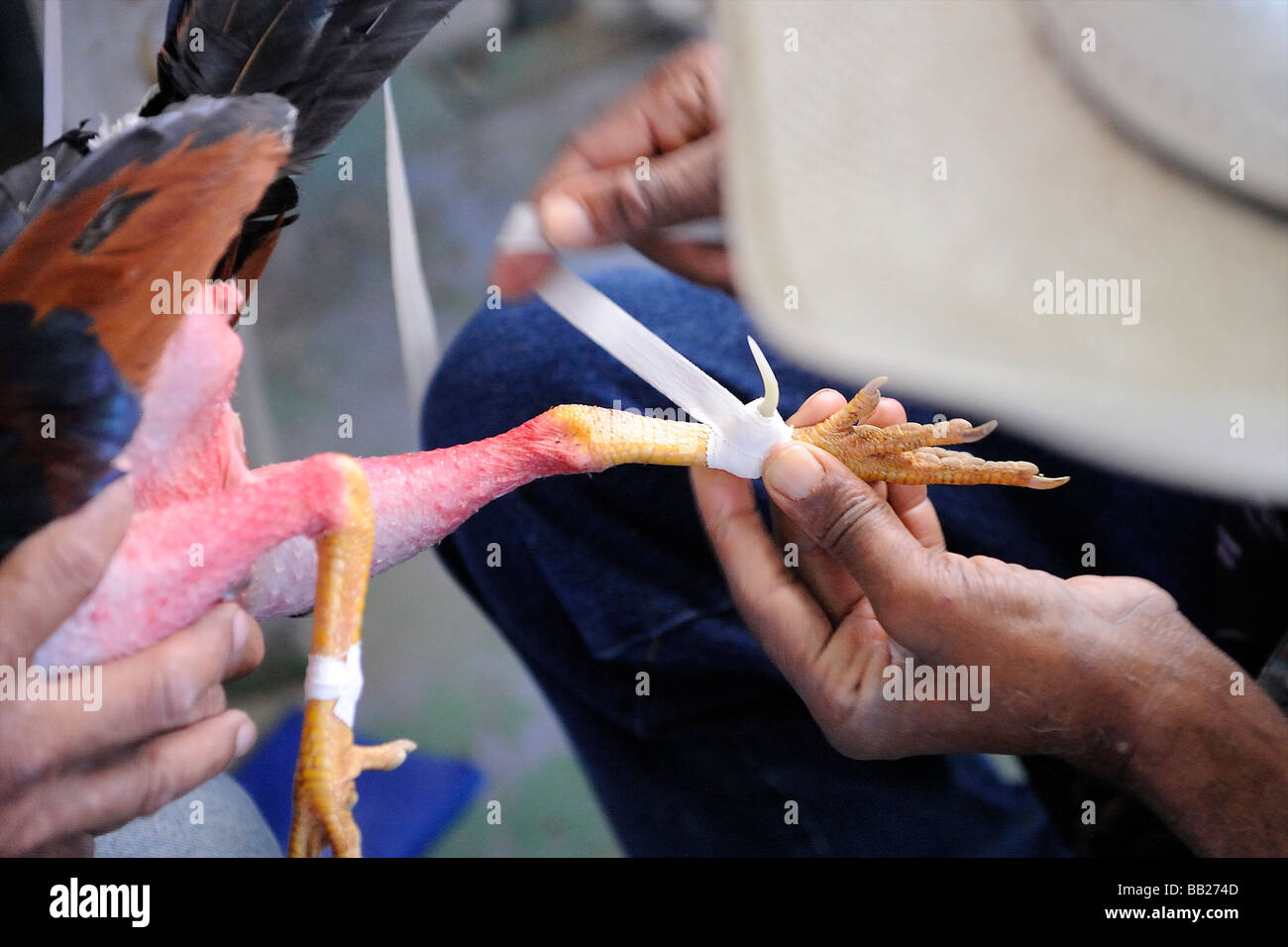 Sint Maarten afilar las espuelas de un gallo antes de la pelea Fotografía de  stock - Alamy