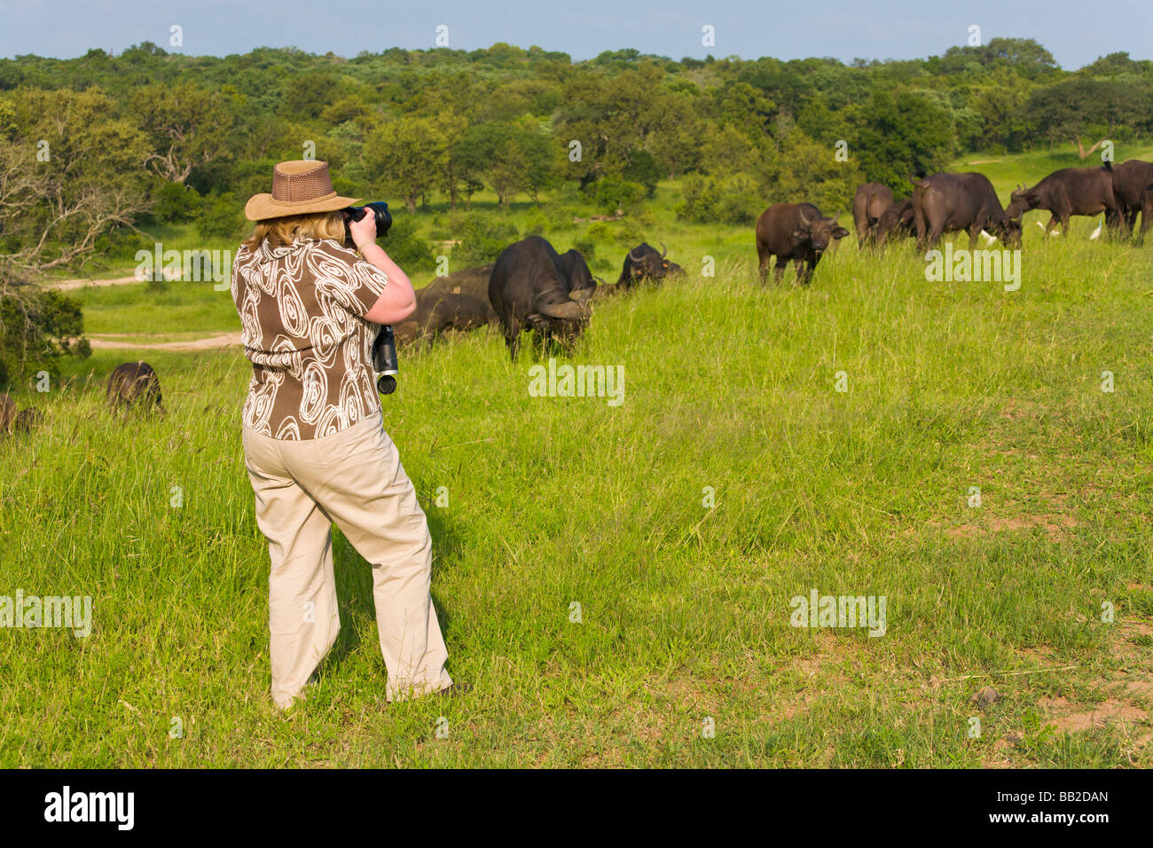 Fotógrafo profesional teniendo imagen de búfalo de agua, Syncerus caffer, privada de "reserva de caza', 'SUdáfrica' MR Foto de stock