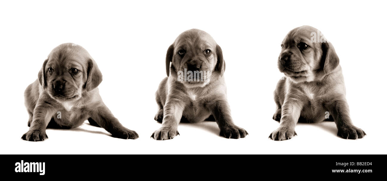 Familia de cachorros aislado sobre fondo blanco collage hecho en PS con 3  imágenes Fotografía de stock - Alamy