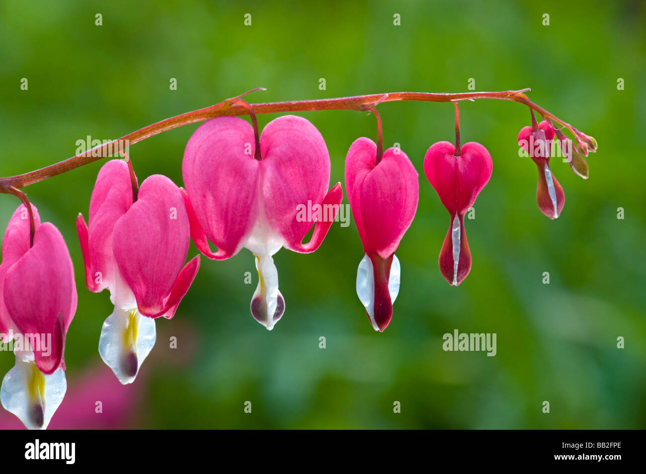 Fumariaceae Dicentra spectabilis corazón sangrando rama jardín verde rojo rosa corazón amor hermosa flor flor floración old-fas Foto de stock