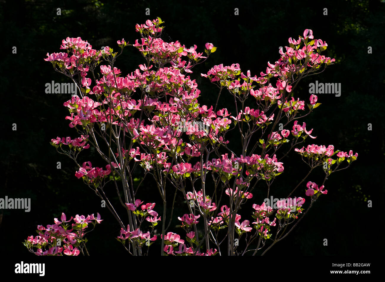 Cornaceae Cornus florida L blumen floración dogwood hartriegel norteamérica jardín lila oscuro fondo rojo verde rosa sun Foto de stock