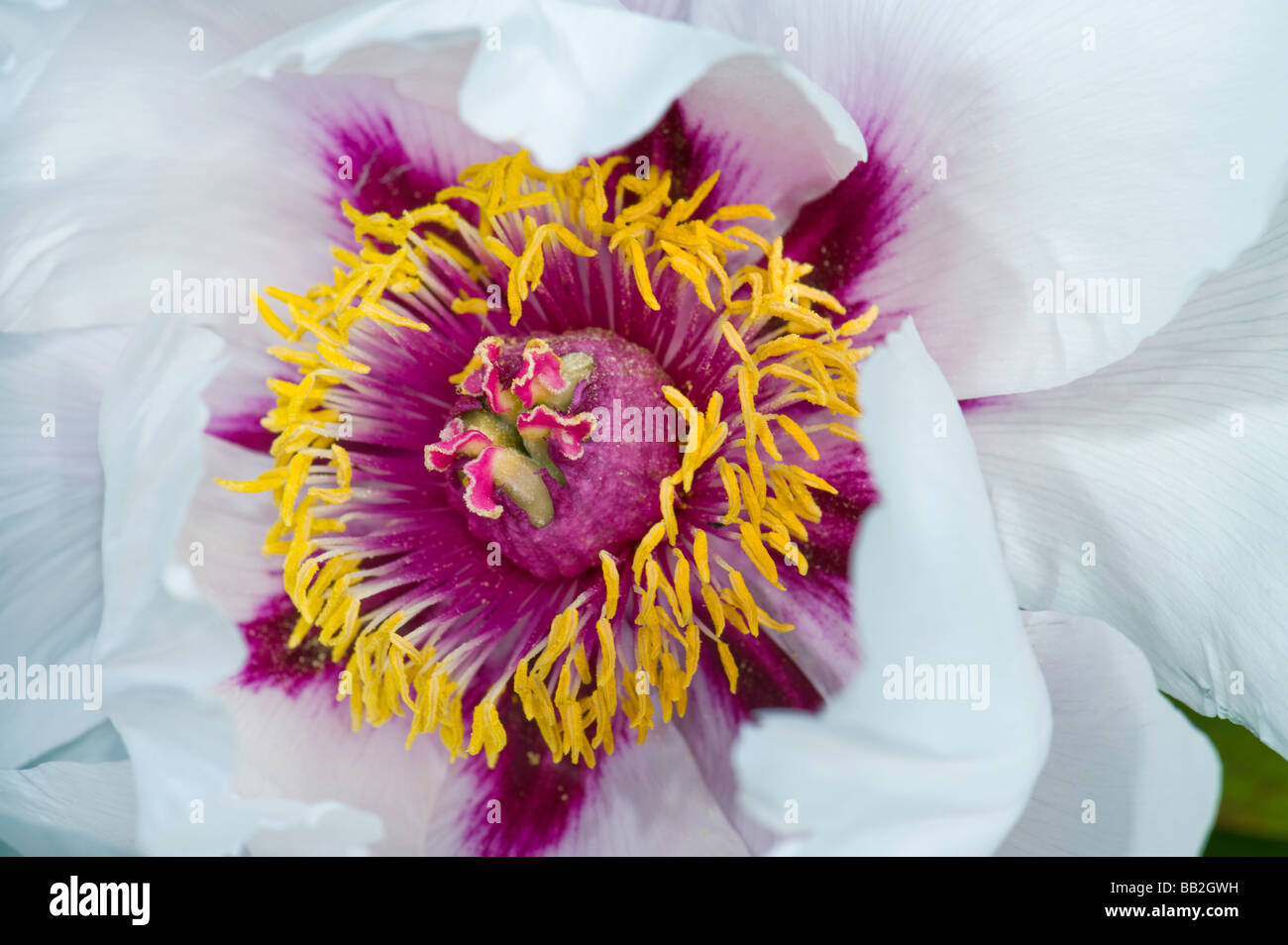 Rojo amarillo blanco rosa peonía paeonia suffruticosa asia Foto de stock