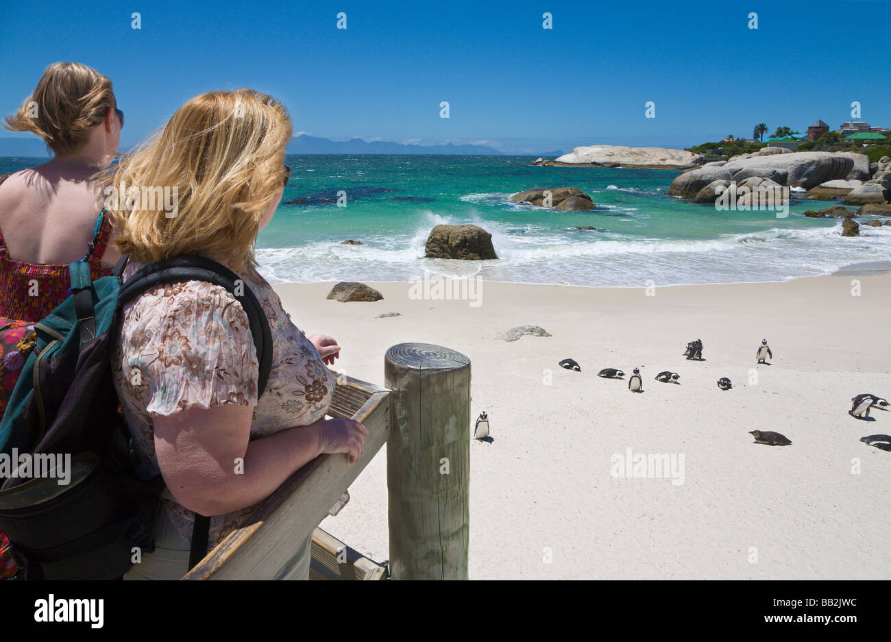 "Pingüinos en la playa Boulders', 'Simons Town', 'SUdáfrica' Foto de stock