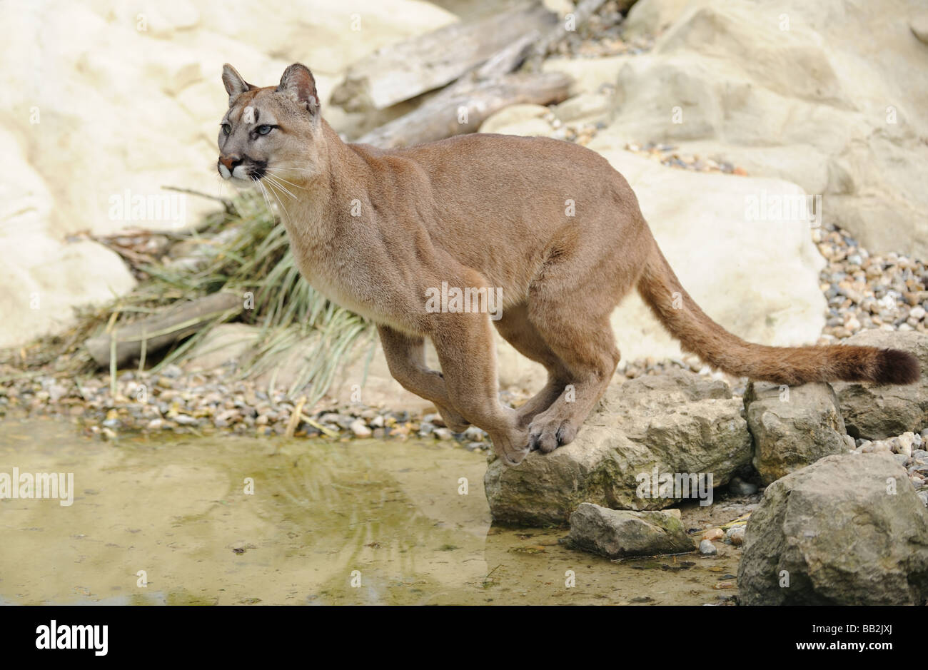 Conceder Votación En necesidad de Puma de salto Fotografía de stock - Alamy