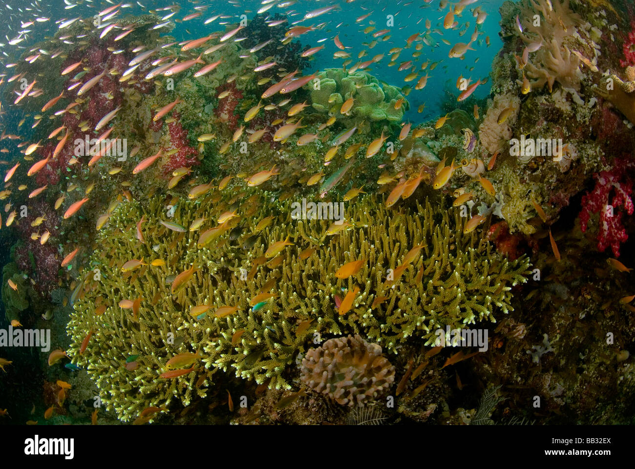 Océano Índico, Indonesia, Raja Ampat. Panorama de arrecifes de corales y escolaridad basslets anthias o hada. Foto de stock
