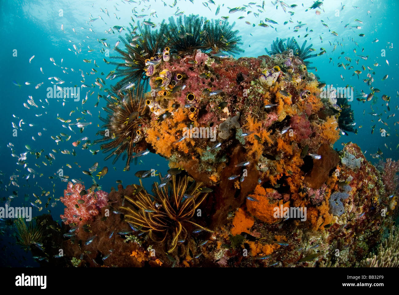 Océano Índico, Indonesia, Papua, Raja Ampat. Panorama de arrecifes de corales, invertebrados, peces y escolarización. Foto de stock