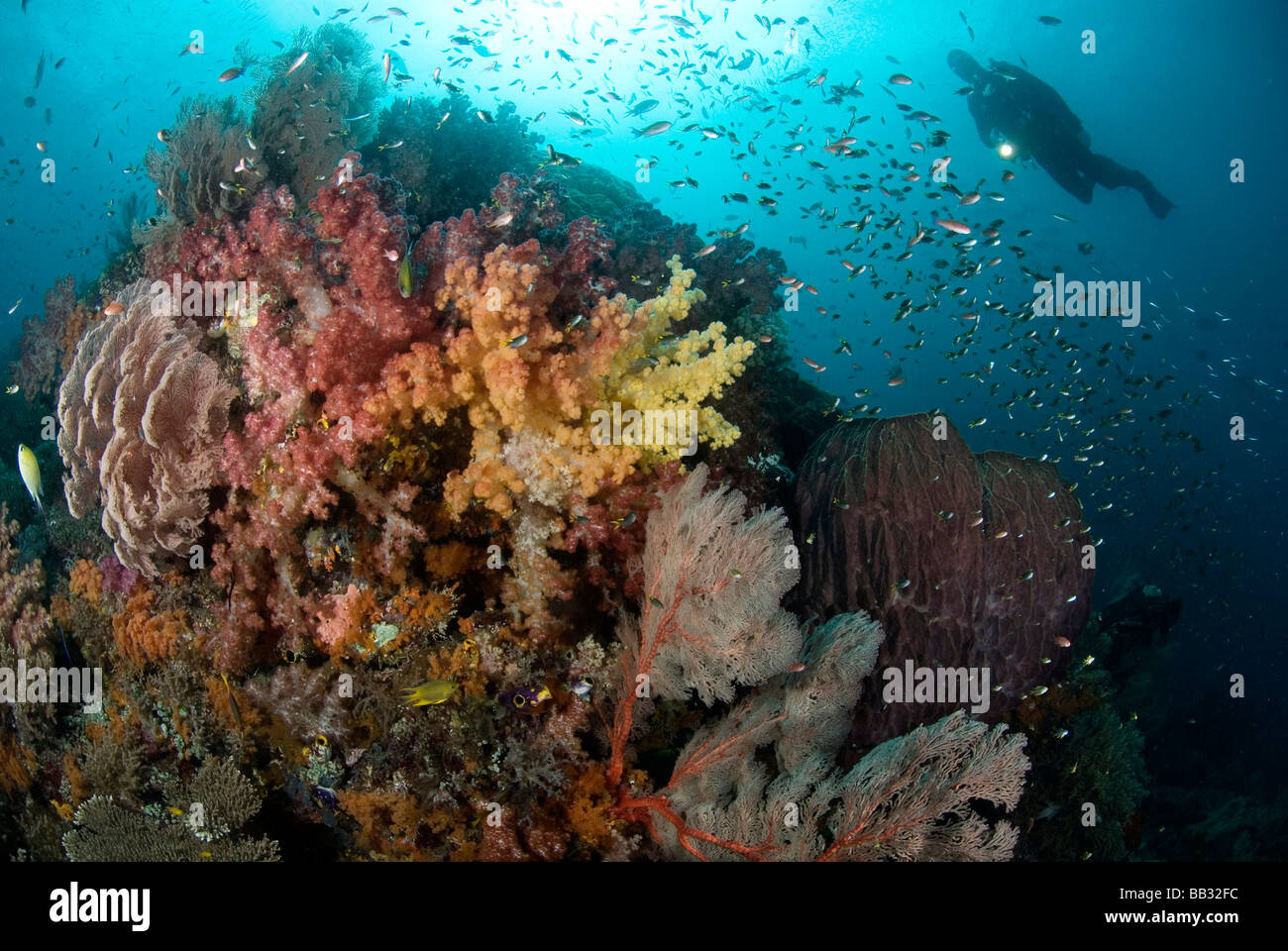 Océano Índico, Indonesia, Papua, Raja Ampat. Enfoques de buzo coloridos arrecifes de corales. Foto de stock