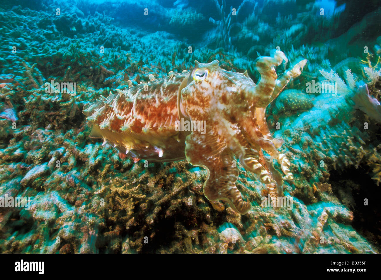 Indonesia, la isla de Komodo. Jibia gigante, o sepia apama. Foto de stock