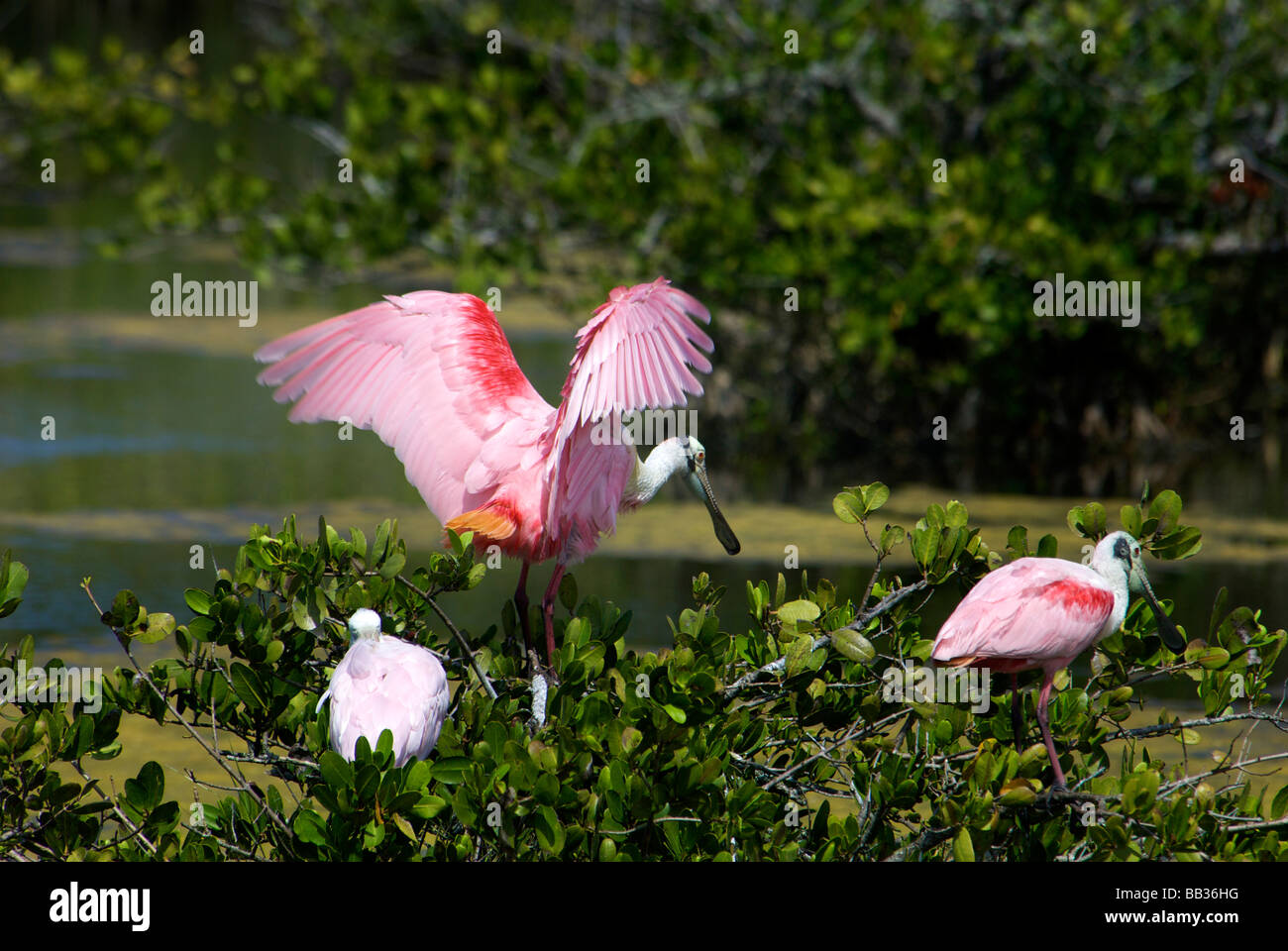 Ee.Uu., Florida, Brevard, Merritt Island National Wildlife Refuge, black point Wildlife drive. Espátula Rosada Platalea ajaja, Foto de stock