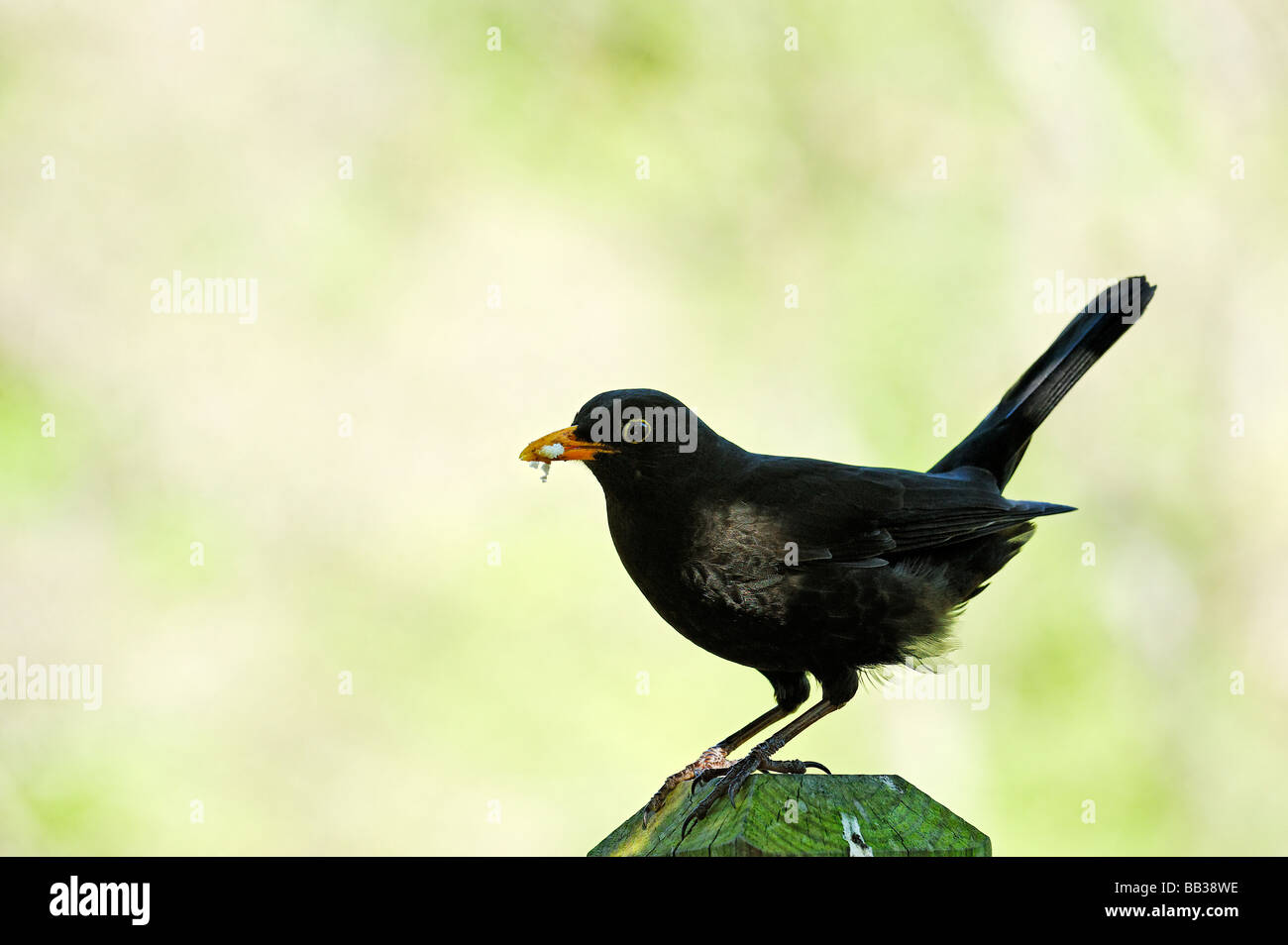 Blackbird Turdus merula que contiene pan rallado en pico Foto de stock