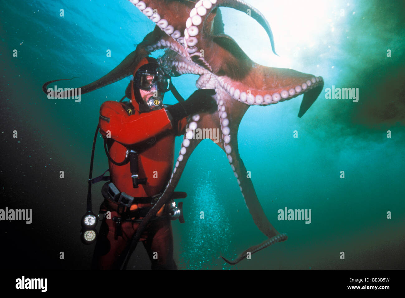 Pulpo liberando tinta
