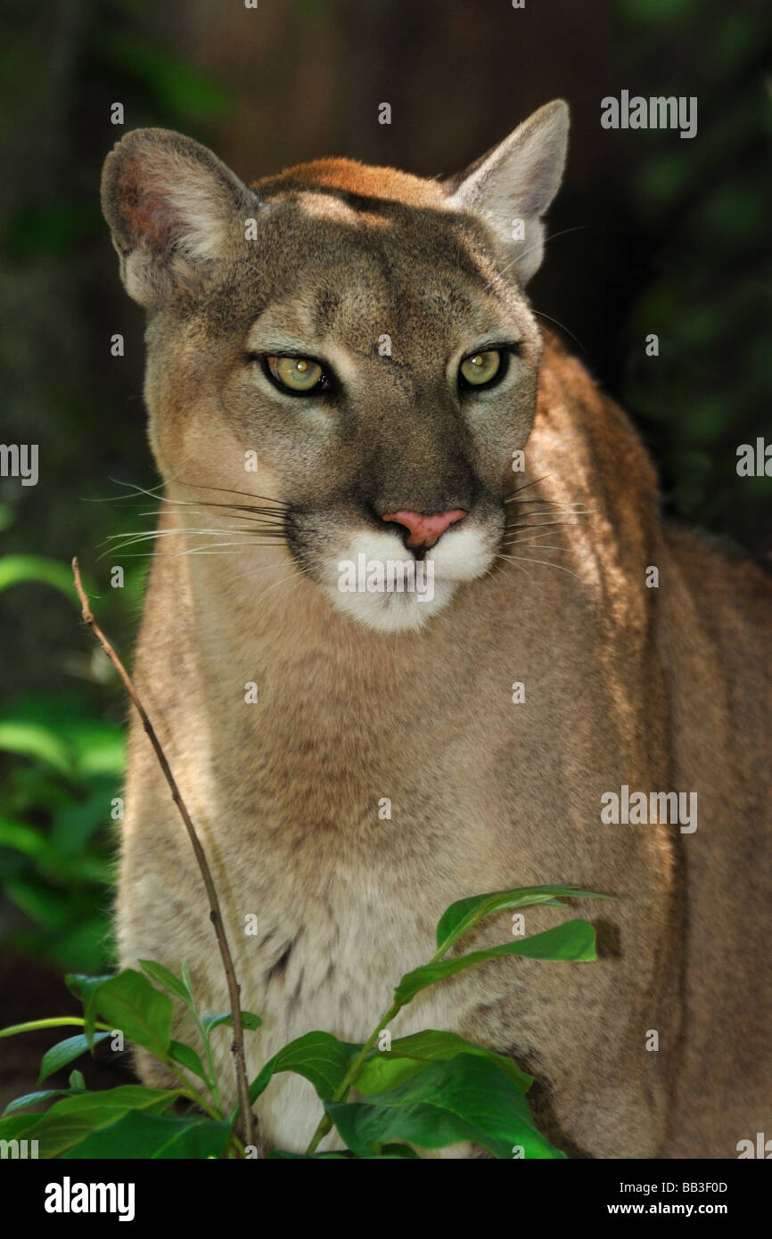 La pantera de Florida Puma concolor coryi cautivos de Florida Fotografía - Alamy