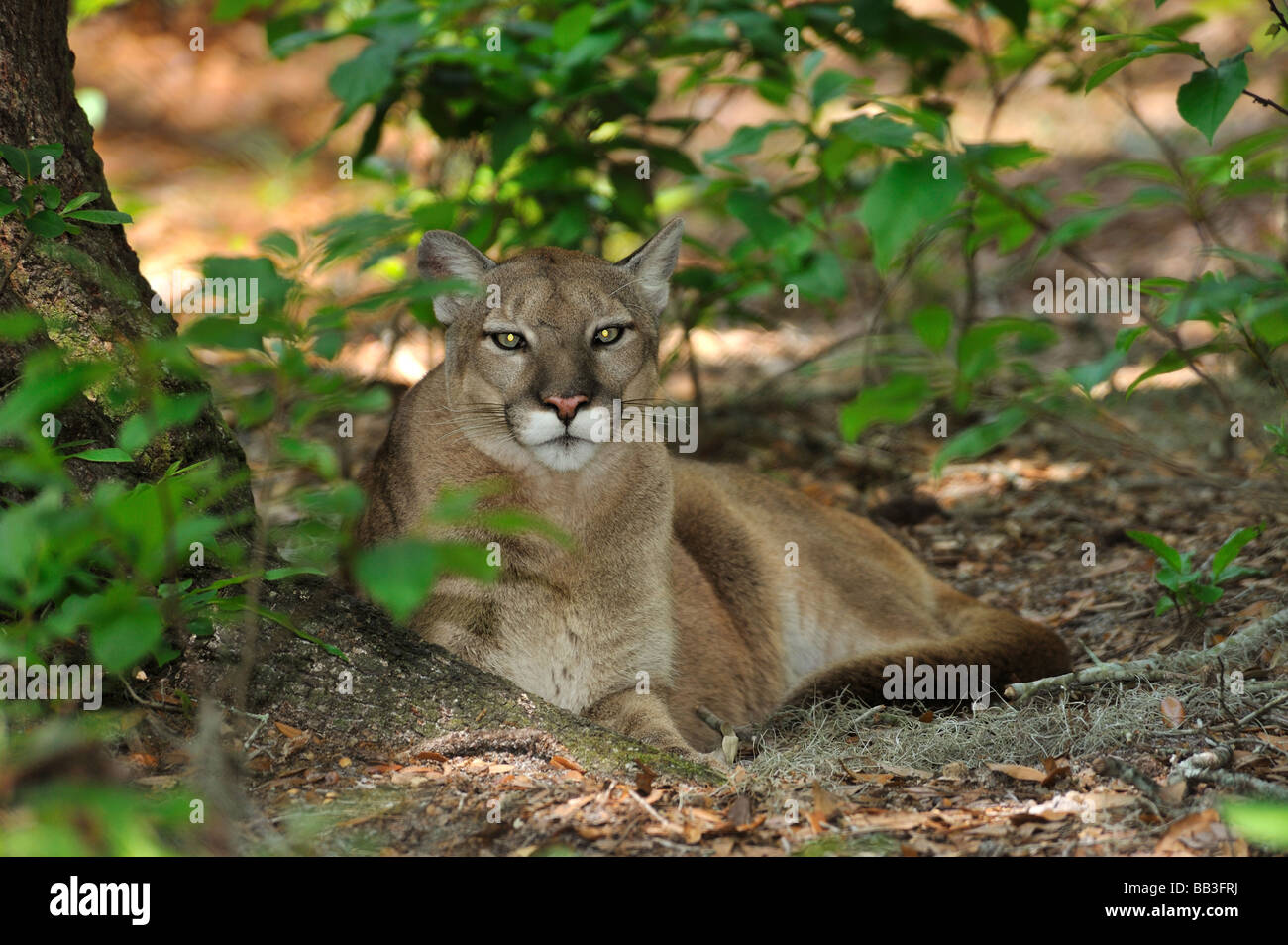 La pantera de Florida Puma concolor coryi cautivos de Florida Fotografía de  stock - Alamy