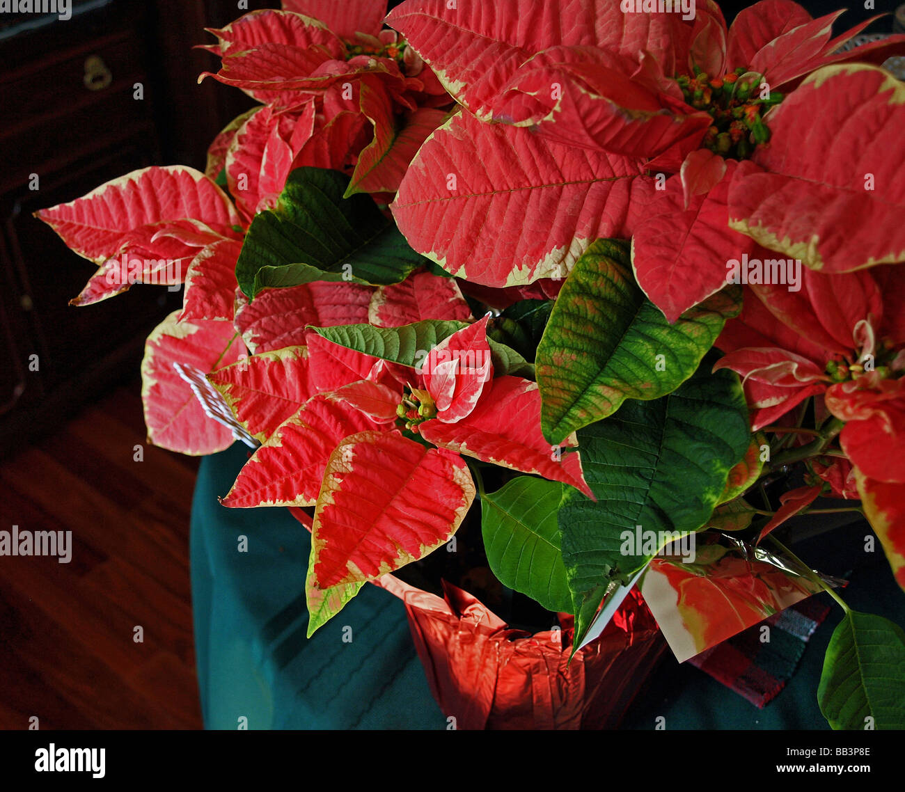 Poinsettia plantar flores Navidad tradición rojo y verde Foto de stock